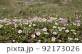 Moriyoshi mountain geum pentapetalum and Fringed galax 92173026