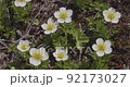 Moriyoshi mountain geum pentapetalum 92173027