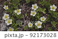 Moriyoshi mountain geum pentapetalum 92173028