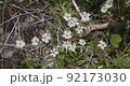 Primula nipponica in Moriyoshi 92173030