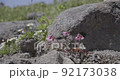 Fringed galax of Mt. Moriyoshi 92173038