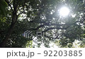 新緑と木漏れ日 92203885