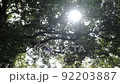 新緑と木漏れ日 92203887