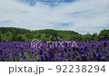 初夏のラベンダー畑 92238294