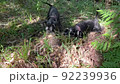 Two miniature schnauzer dogs barking on a hedgehog in a forest. 92239936