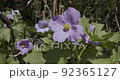 Glaucidium palmatum of Mt. Moriyoshi 92365127