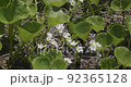 Primula nipponica in Moriyoshi 92365128