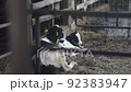 兩隻小腿放鬆 92383947