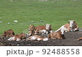 view of a herd of cows lying on a stone meadow on the ground on green spring fresh grass 92488558