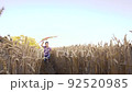 Little boy in blue shirt running with kite on the wheat field 92520985