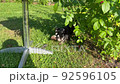 The dogs found the mole on the lawn in the garden and are playing with it. 92596105