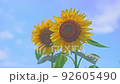 向日葵田裡的兩朵向日葵 92605490