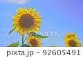 向日葵在向日葵田 92605491