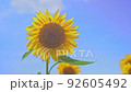 向日葵在向日葵田 92605492