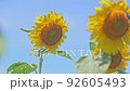 向日葵在向日葵田 92605493