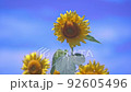 向日葵在向日葵田 92605496