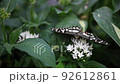 Close-up detail view of big lime butterfly demoleus papilio sit in tropical tree garden on white pentas lanceolata blooming flowers eating and gathering pollen. Macro of flying insect feeding in park 92612861
