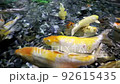 Large fish of cyprinid species with multi-colored colors swim in the artificial pond 92615435