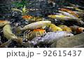 Large fish of cyprinid species with multi-colored colors swim in the artificial pond 92615437