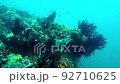 Scuba Diving. The Underwater World of the Sea with Colored Fish and a Coral Reef. Tropical reef marine. Beautiful underwater landscape with tropical fish and corals 92710625