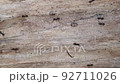 Lot of ants are moving in different directions along their road. Insects in the wild. 92711026