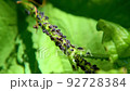 Black aphids with ants. 92728384