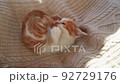Cat  92729176