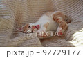 Cat  92729177