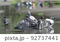 view of a bunch of pigeons swimming in a puddle on a city street 92737441