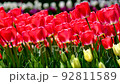Tulip 92811589