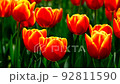 Tulip 92811590