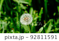 Dandelion 92811591