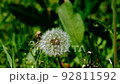 Dandelion 92811592