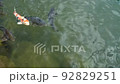 Carp in the pond 92829251