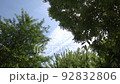 The sky and sunlight filtering through the trees 92832806