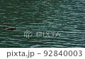 Water bird 92840003