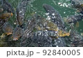 Carp of a pond 92840005