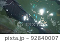 Pond carp 2 92840007