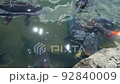 koi in the pond 3 92840009