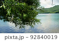 lake plants 92840019