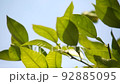 Plants swaying in the wind 92885095