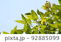 blue sky and swaying leaves 92885099
