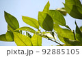 Leaves swaying in the wind 92885105