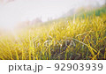 defocused clearing of fresh grass at dawn 92903939