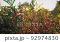 Bush with red flowers sunset sunshine 92974830
