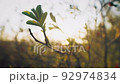 Defocused spring sunset branch 92974834