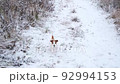 The dog runs to the owner along the snowy path in the winter park, barks, asks to play, catches the ball. The Jack Russell Terrier is a very active breed of dog. Taking care of the health of pets. 92994153