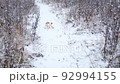 The dog catches up with the ball, cheerful runs forward along a snowy path in a winter park. Caring for the physical and mental health of pets. Jack Russell Terrier is a very active breed of dog. 92994155