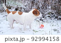 Jack Russell Terrier dog chews something with pleasure, standing in the snow, leaves the frame. Walking dogs in a nature park in winter, caring for pets.  92994158