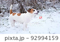 Jack russell terrier dog with pleasure eating dry grass from under the snow, side view. Walking dogs in a nature park in winter, caring for pets. Digestion and unusual food preferences of pets. 92994159